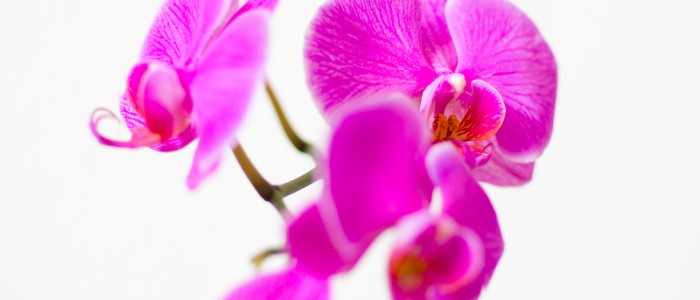 Orchid